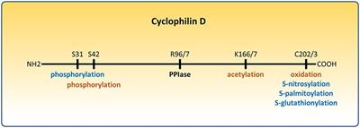Cyclophilin D: An Integrator of Mitochondrial Function